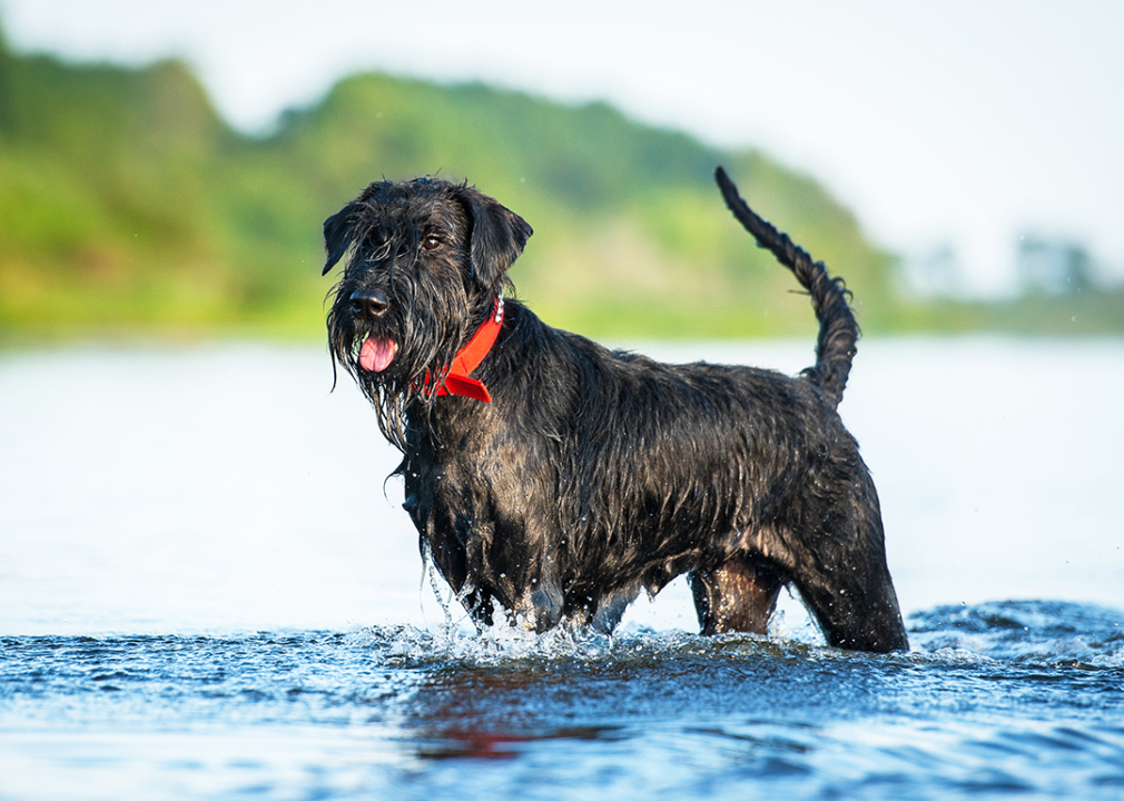 #15. Giant schnauzer